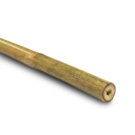 Tutor bambu 150cm