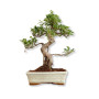Bonsai Ficus Retusa