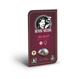 Big Bud Sensi Seeds