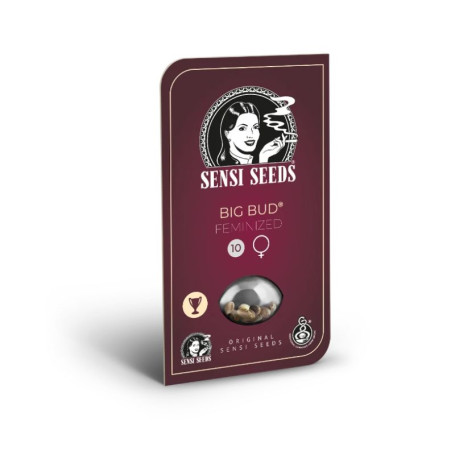 Big Bud Sensi Seeds