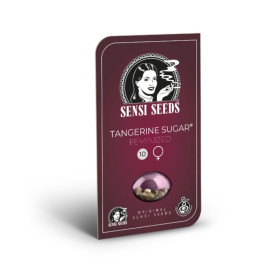 Tangerine Sugar Sensi Seeds