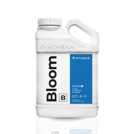 Bloom B Athena