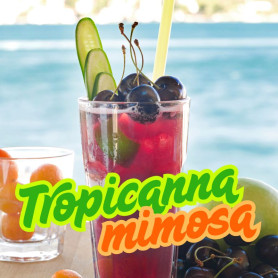 Tropicanna Mimosa Feminizada