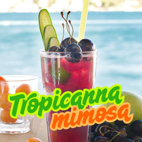 Tropicanna Mimosa Feminizada