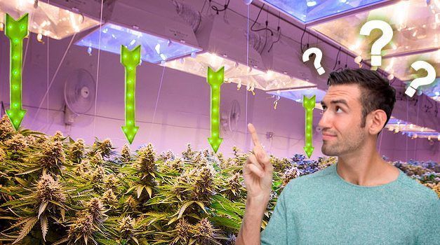Distancia entre el foco y la planta de marihuana