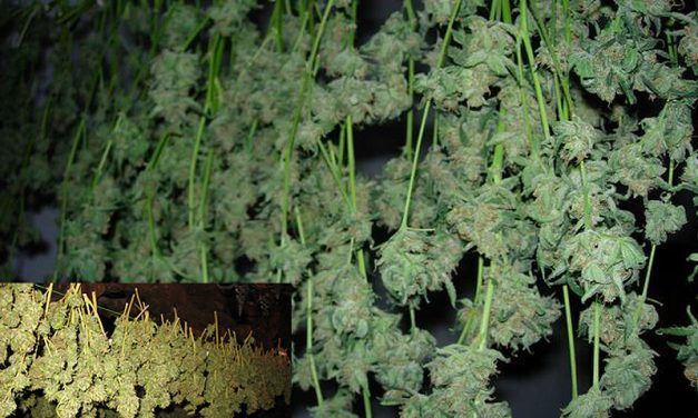 Como secar la marihuana