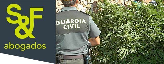 Sanciones por marihuana y prohibición