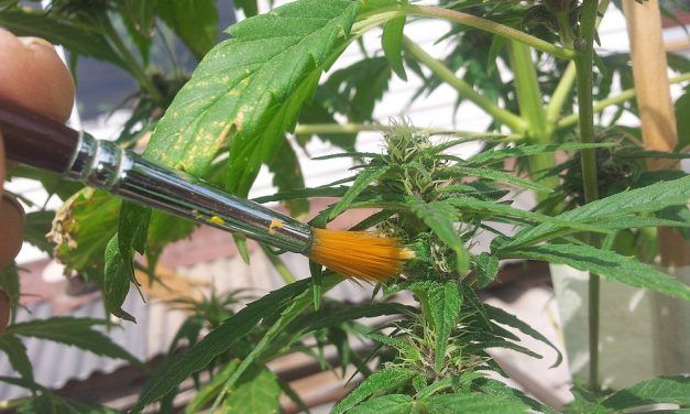Cruce de variedades y polinización del cannabis
