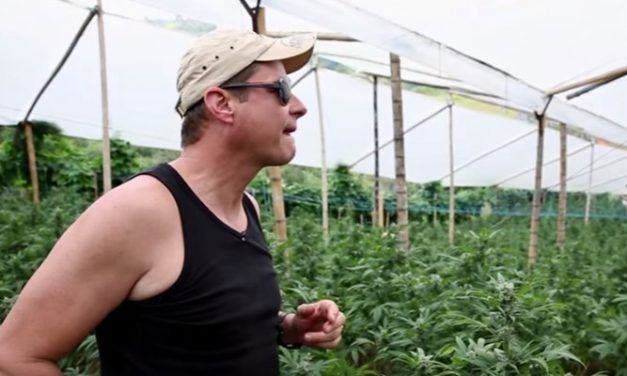 Los reyes del cannabis
