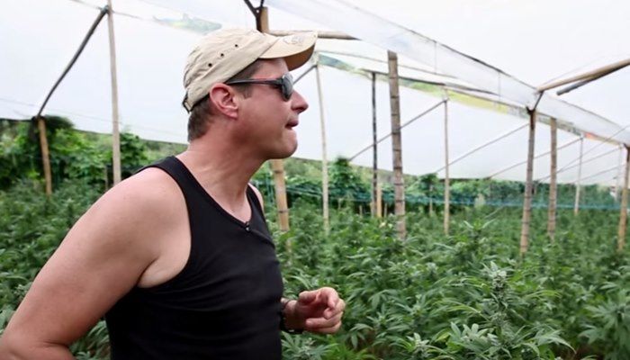 Los reyes del cannabis