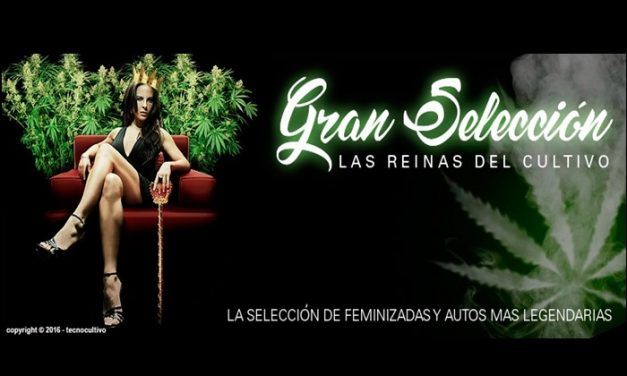 Gran Selección semillas marihuana feminizadas y autos