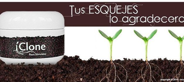 Iclone para el enraizamiento de tus esquejes