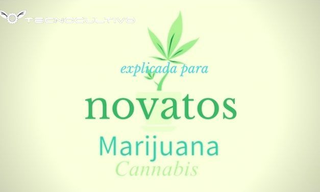 Todo sobre la marihuana explicada para novatos