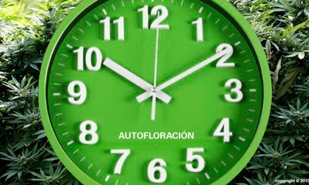 Autoflorecientes en exterior. Fácil, barato y con excelente resultado.