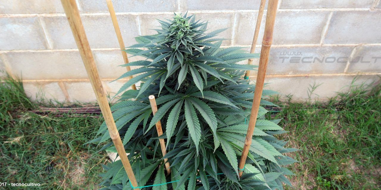 Cómo tutorar plantas de marihuana para duplicar su producción