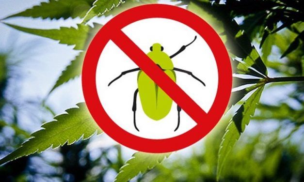 ELIMINAR CUALQUIER PLAGA en la marihuana SIEMPRE ES POSIBLE