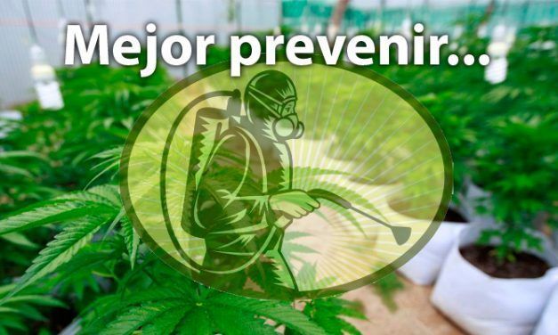 Cómo prevenir plagas en la marihuana