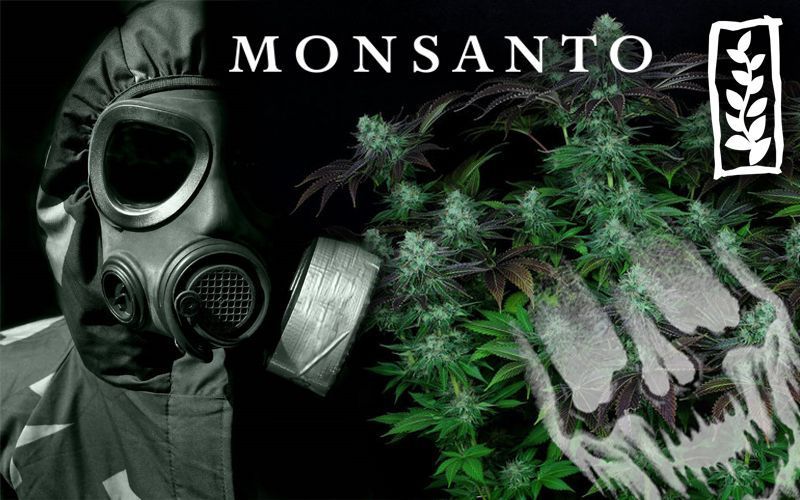 Monsanto entra en el negocio del cannabis