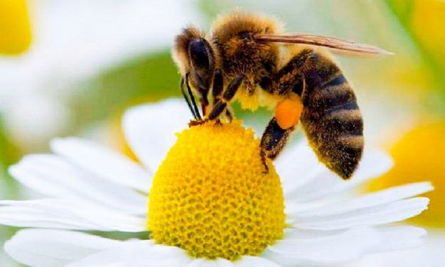 La importancia de las abejas en el ecosistema