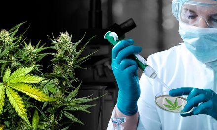Licenciatura en marihuana medicinal