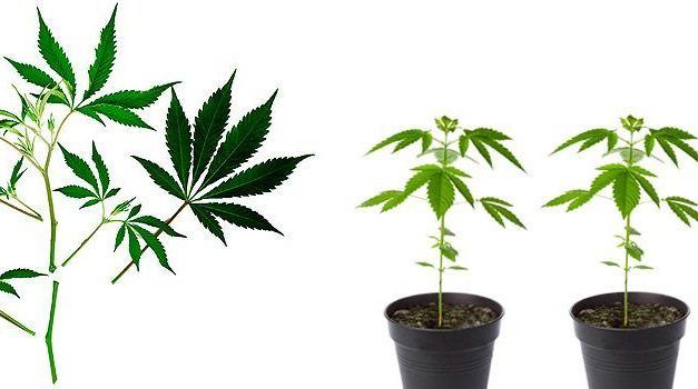 Hacer esquejes de marihuana con jiffys