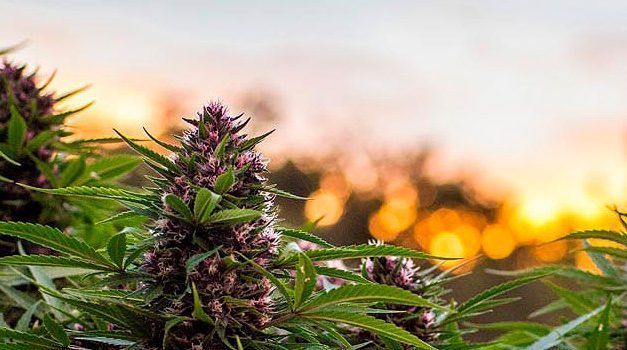 Como cultivar marihuana en exterior