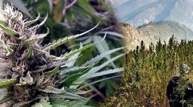 Critical Bilbo, cultivo interior y exterior