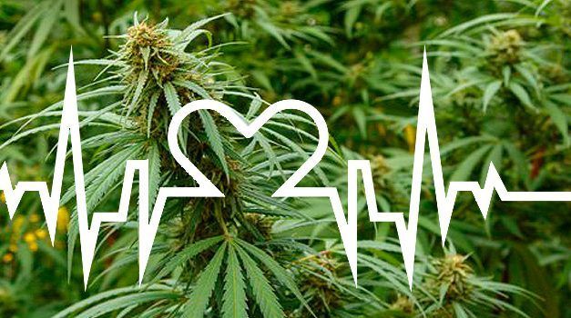 Marihuana medicinal en España