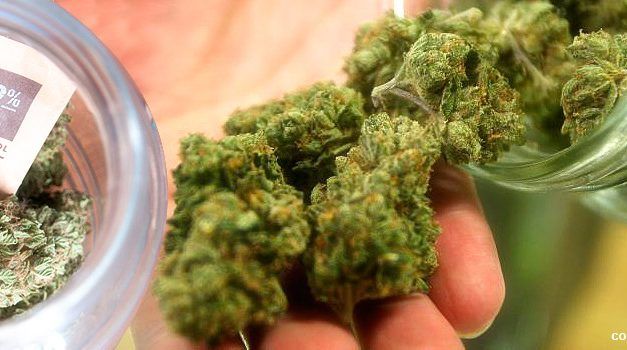Curar marihuana, cómo hacerlo