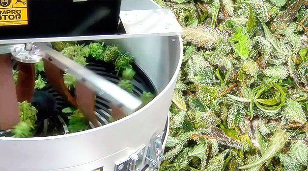 Peladora de cogollos de marihuana, que es y para que sirve