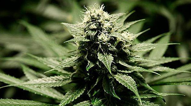 Floración marihuana