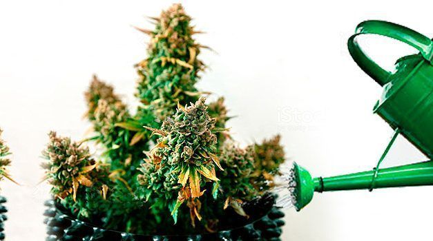 Riego de marihuana