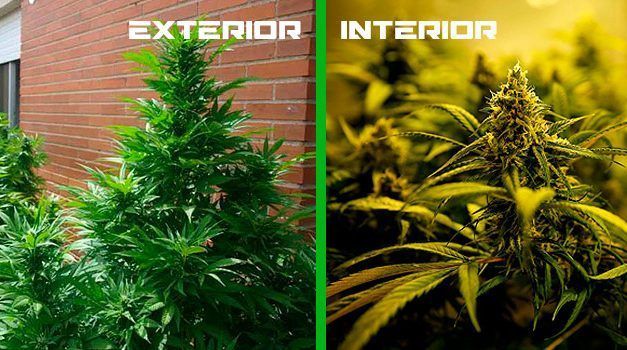 Cómo cultivar marihuana en casa
