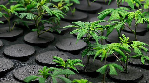 Como hacer esquejes de marihuana para hidroponía