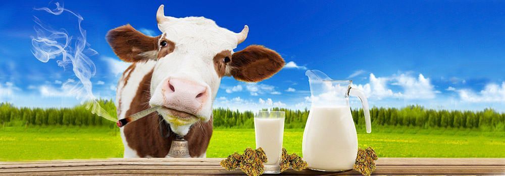 Leche cannábica o de Marihuana, como prepararla