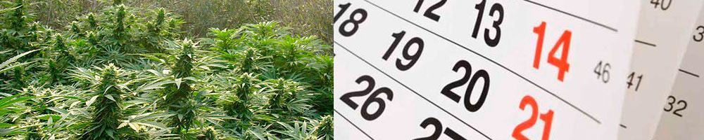 calendario-cultivo-guerrilla