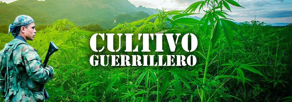 Cultivo de guerrilla