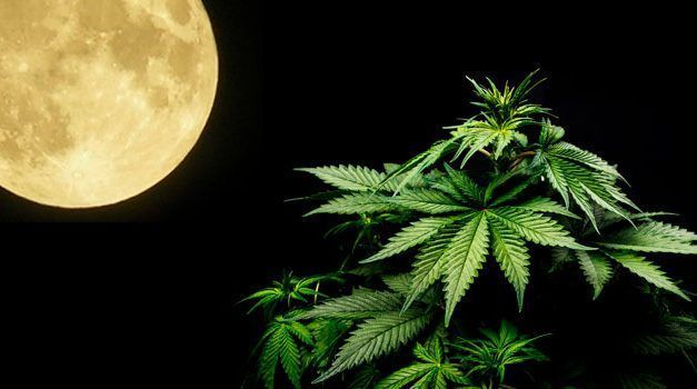 Calendario lunar marihuana
