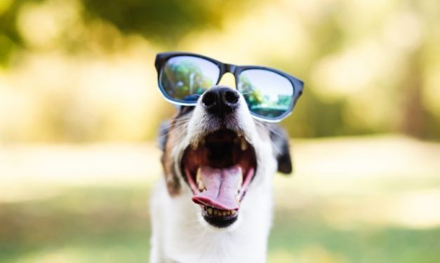 Cuál es el efecto del humo de marihuana en los animales domésticos