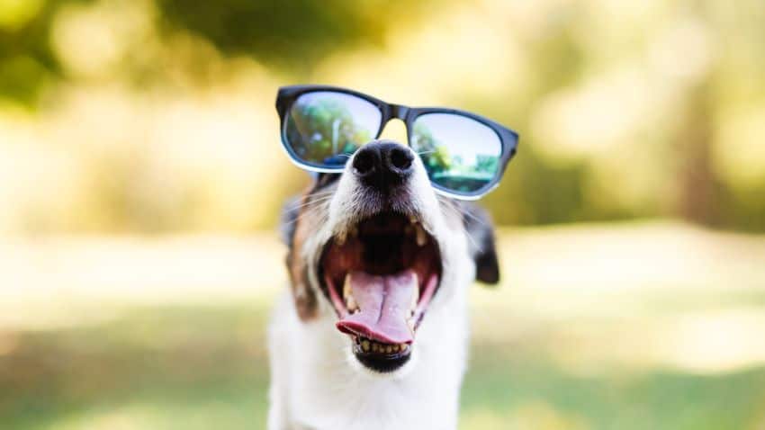 Cuál es el efecto del humo de marihuana en los animales domésticos