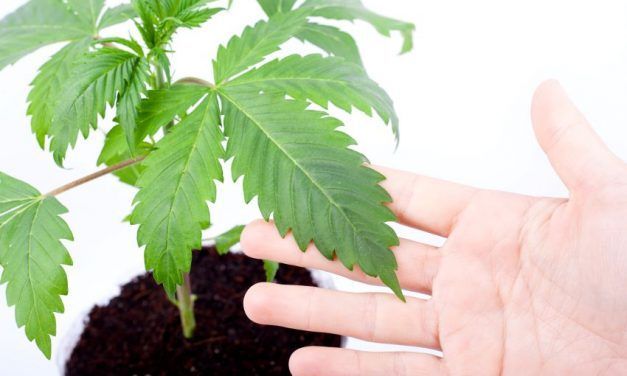 Cómo entender y utilizar la tabla BIOBIZZ