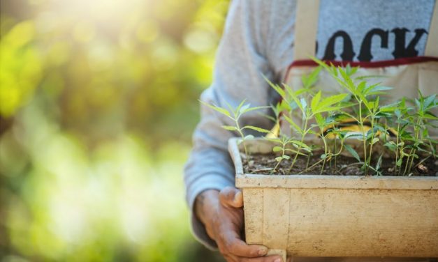 Cómo y cuándo hacer un lavado de raíces en plantas de marihuana