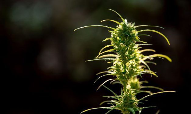 Cuidados y peculiaridades de la variedad Super Lemon Haze