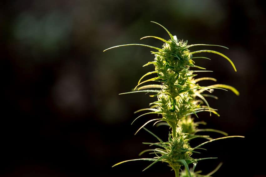 Cuidados y peculiaridades de la variedad Super Lemon Haze