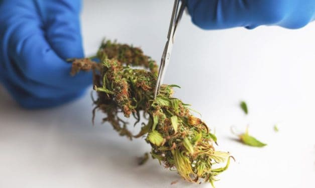 Cortar, secar y pelar cogollos de marihuana