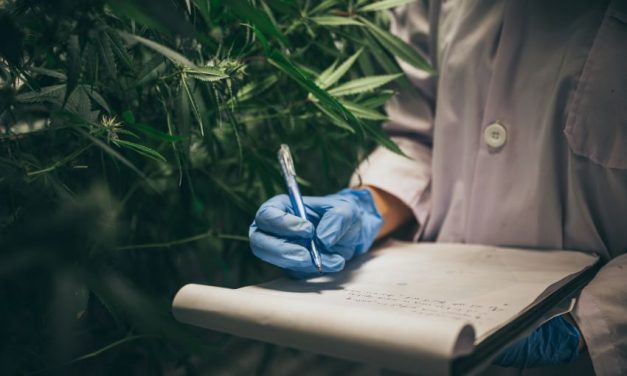 Razones por las que legalizar la marihuana en España