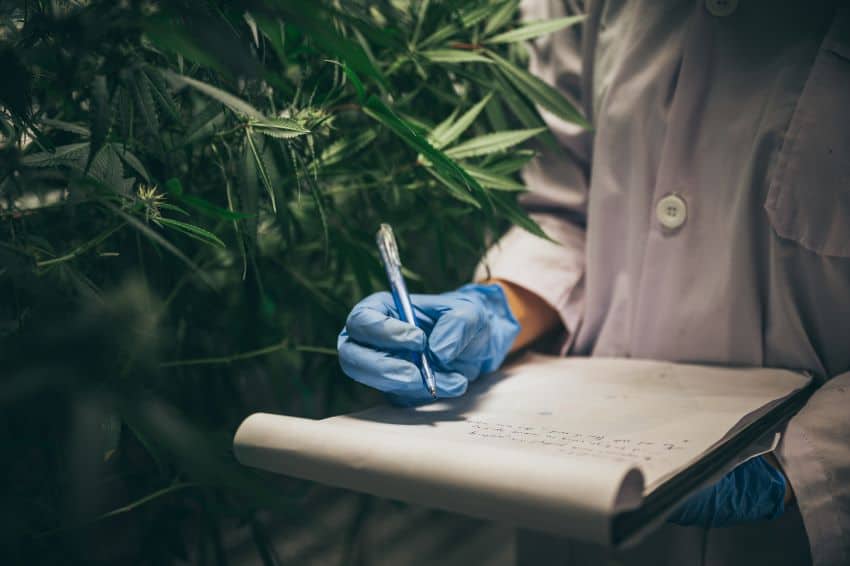 Razones por las que legalizar la marihuana en España
