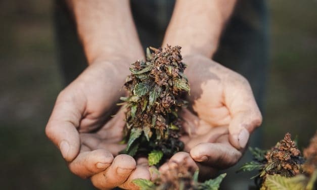 Cuándo cosechar marihuana según sus tricomas
