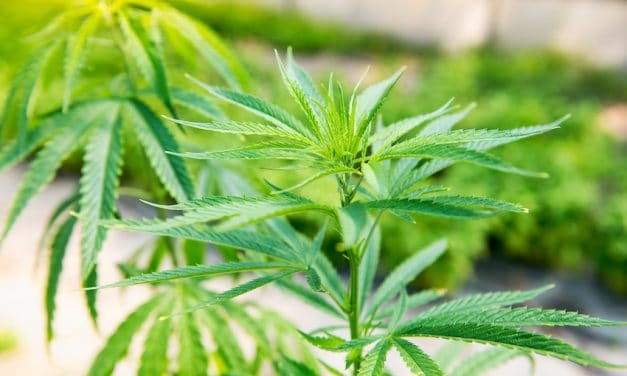 Cotiledones en plantas de cannabis: qué son y cómo cuidarlos
