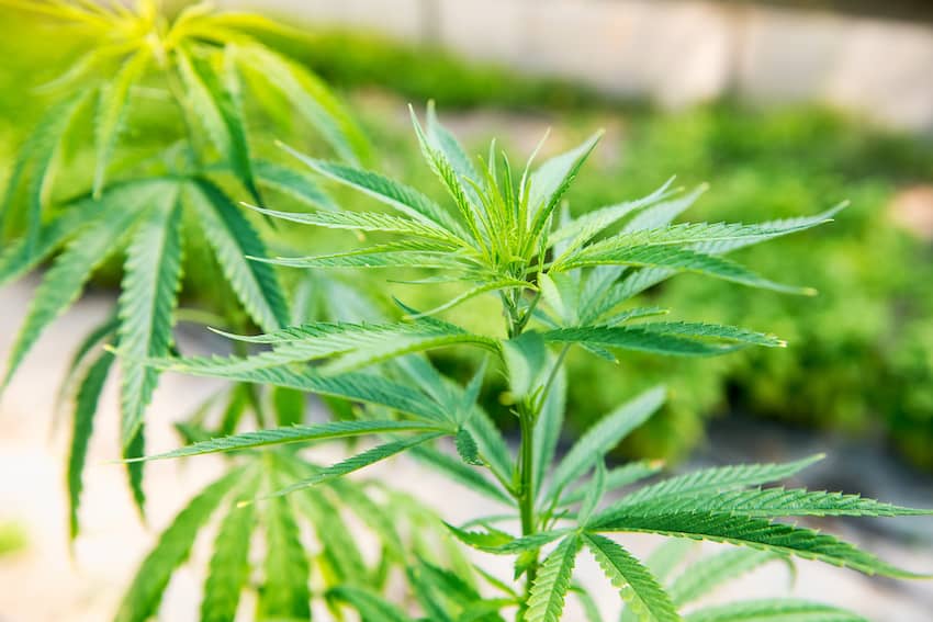 Cotiledones en plantas de cannabis: qué son y cómo cuidarlos